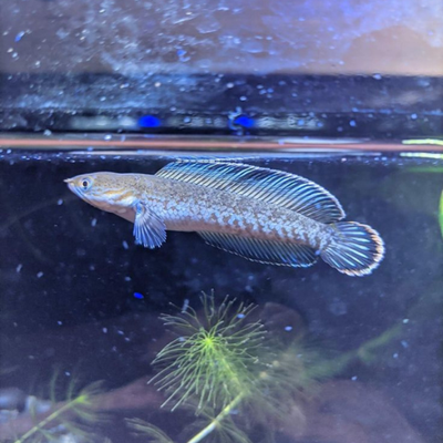 Channa Andrao - 7.5cm