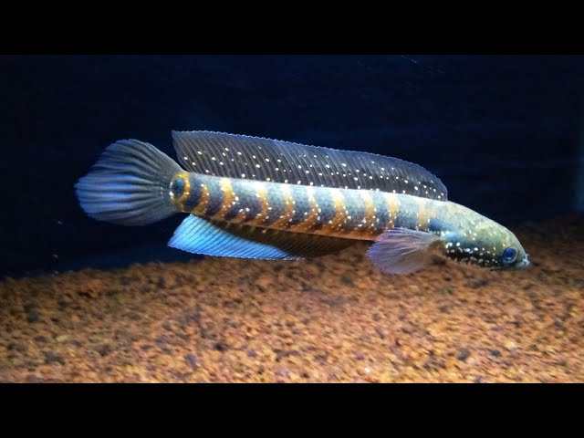 Channa Asiatica RSWS