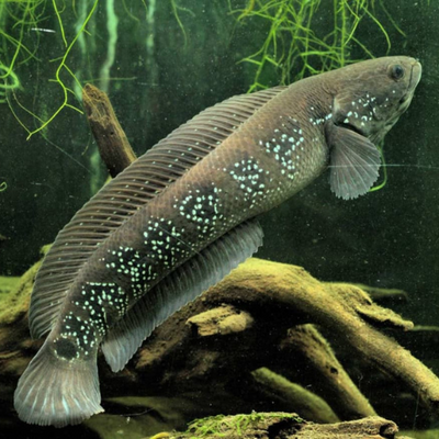 Channa Asiatica (RSWS) - 7.5cm