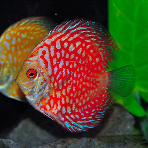 Checkerboard Red Discus - 7cm
