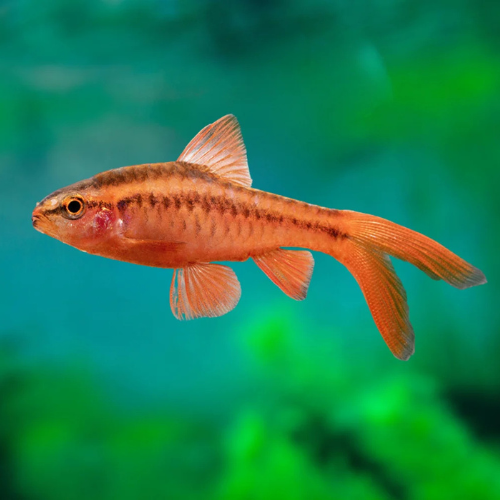 Cherry Barb Longfin - 2.5cm