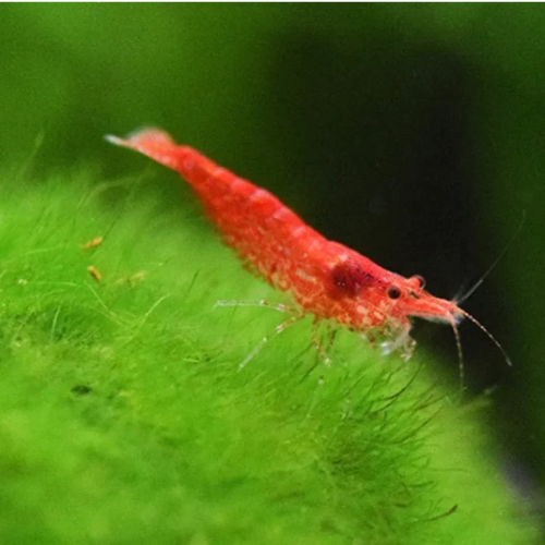 Cherry Shrimp - 2cm