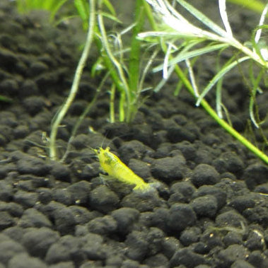Dwarf Lemon Shrimp