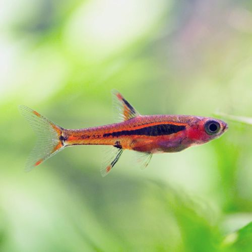 Chili Rasbora (Boraras brigittae)