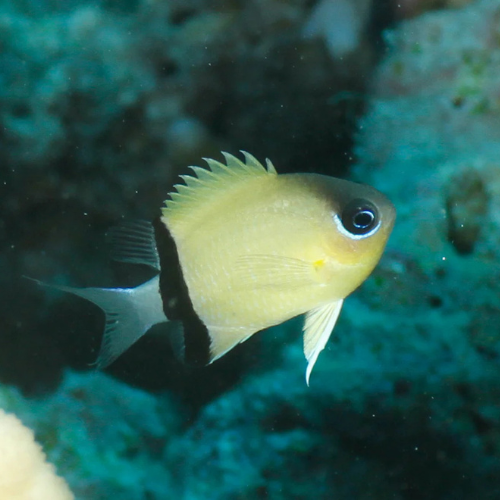 Chromis Black-Bar
