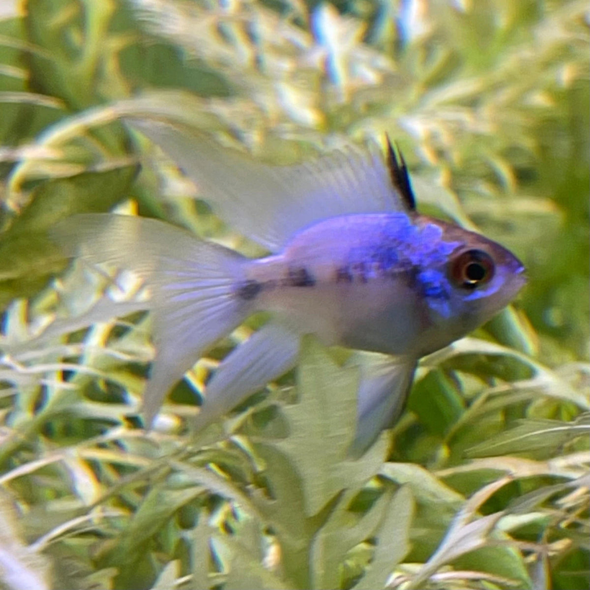 Blue Ramirezi Ballon Longfin 3-4cm