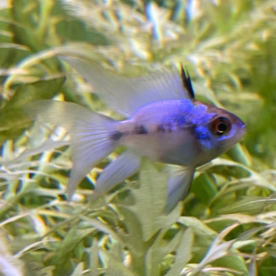 Blue Ramirezi Ballon Longfin 3-4cm