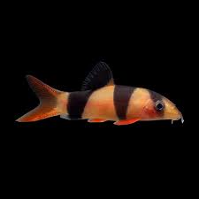 Clown Loach - 7.5cm