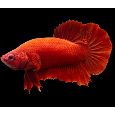 Betta Halfmoon Plakat Super Red Male - L