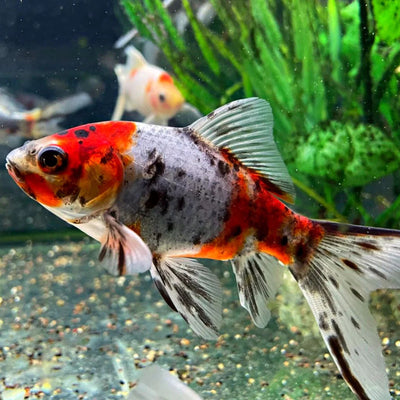 Goldfish Shubunkin - 4cm