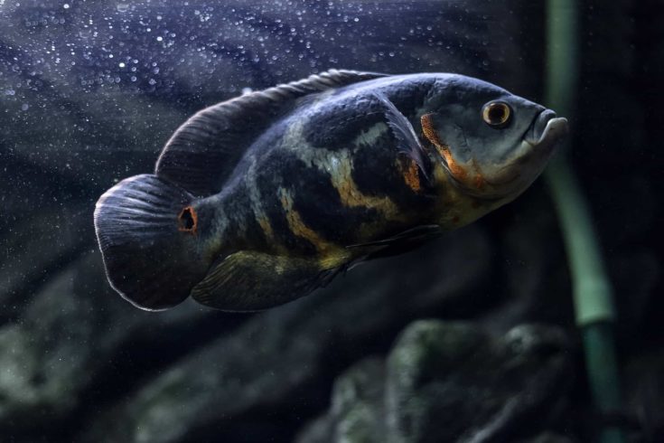 Common Oscar - 7.5cm