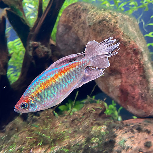 Congo Tetra - 5cm