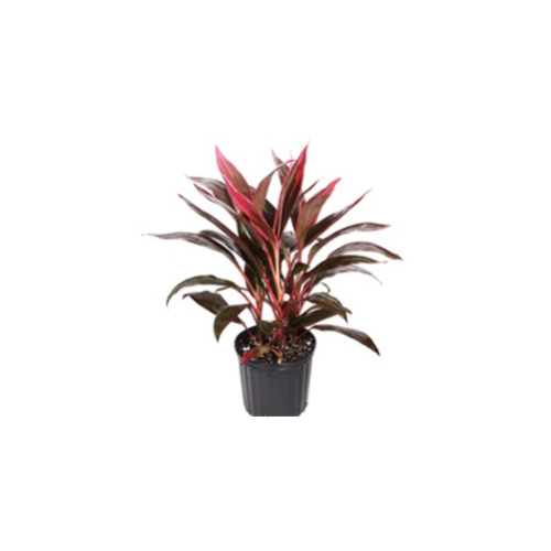 Cordyline ‘Red Edge’