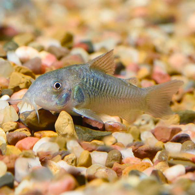 Corydoras Green