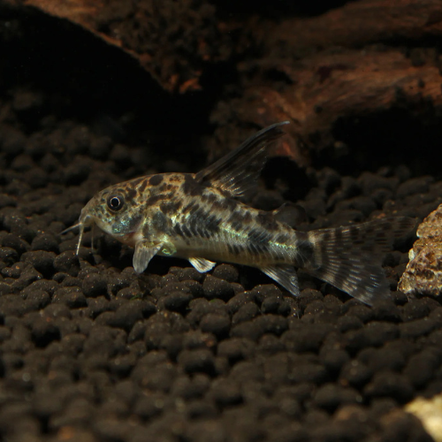 Corydoras Peppered Longfin - 2.5cm
