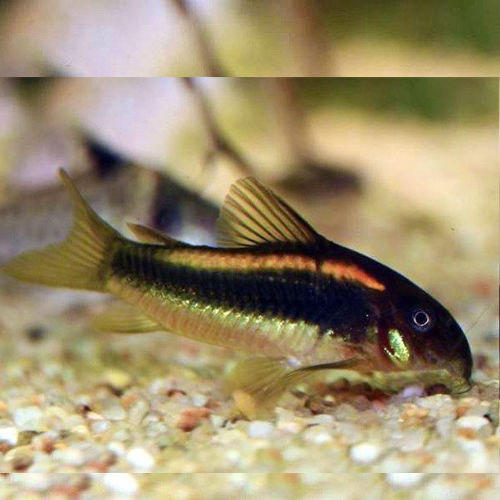 Corydoras Rabauti - 2.5cm