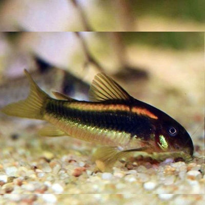 Corydoras Rabauti - 2.5cm