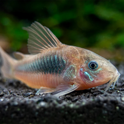 Corydoras Red - 2.5cm