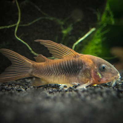 Corydoras Red Longfin - 2.8cm