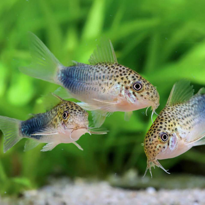 Corydoras Similis - 2.5cm