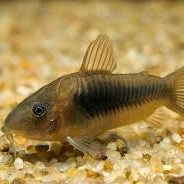 Corydoras Bronze - L