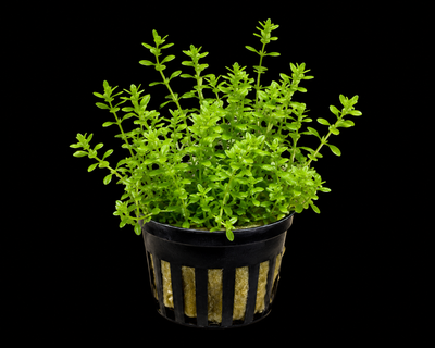 Crassula Helmsii