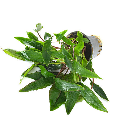 Cryptocoryne Affinis