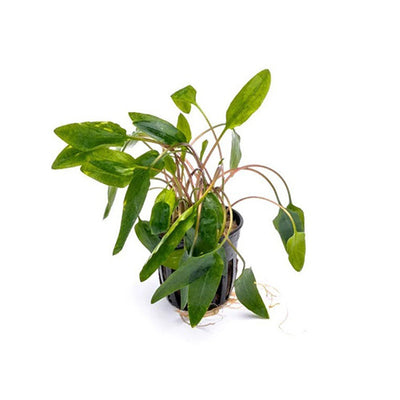 Cryptocoryne Affinis