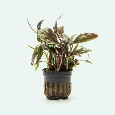 Cryptocoryne Cordata