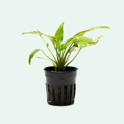 Cryptocoryne Pontederifolia