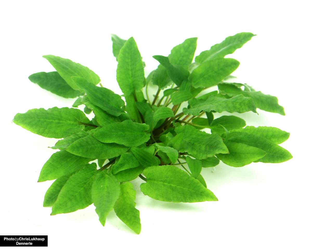 Cryptocoryne Wendtii "Broad Leaf"