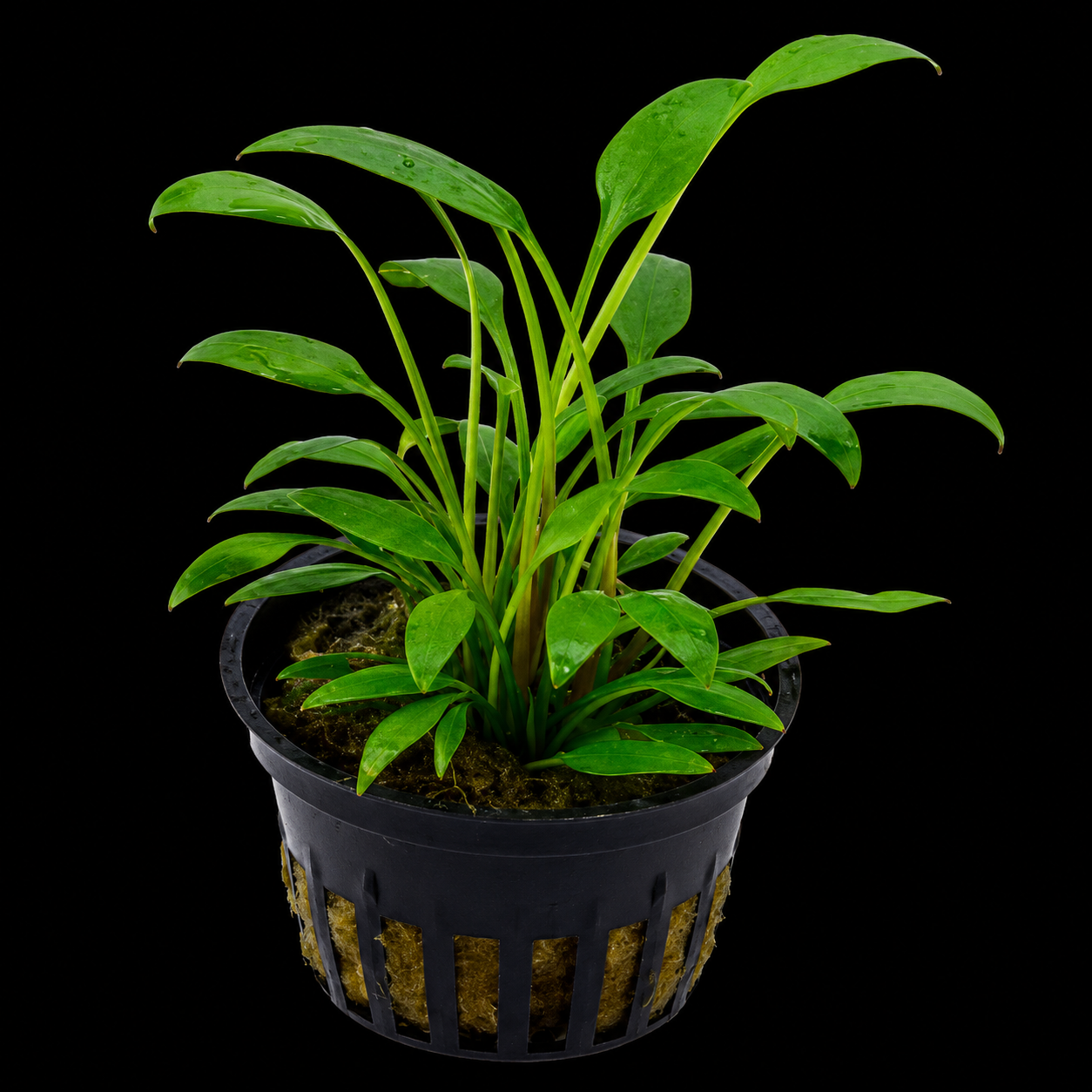 Cryptocoryne Wilisii