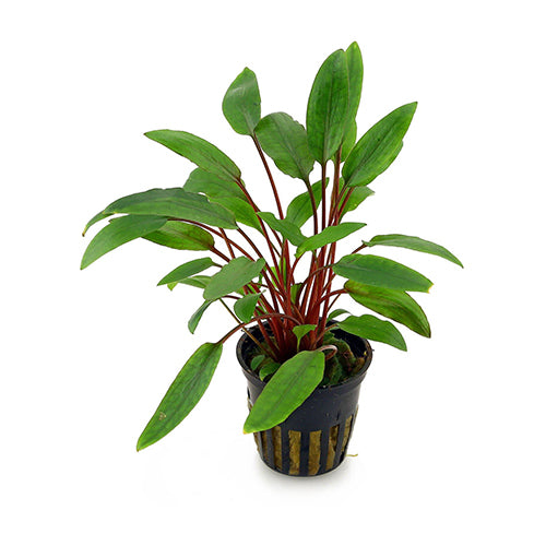 Cryptocoryne Becketii