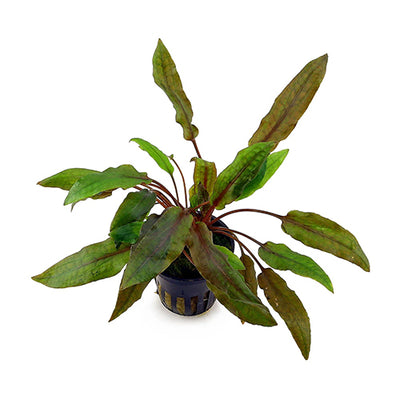 Cryptocoryne Wendtii Mioya
