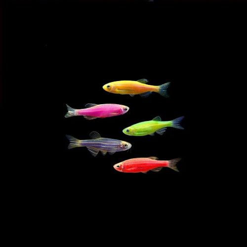 Danio Fluorescence Assorted - M
