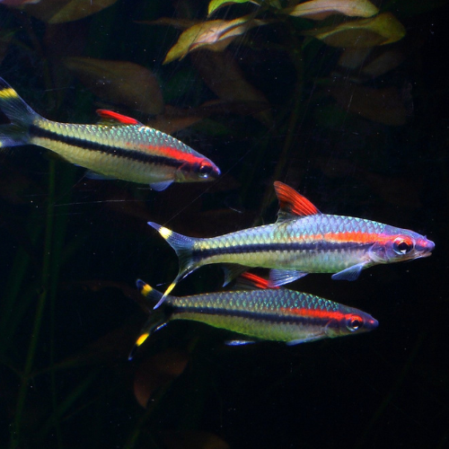 Denison's Barb