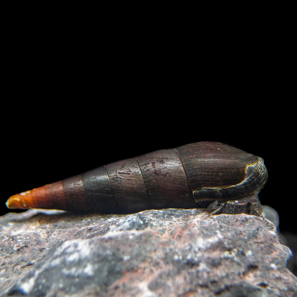 Devil Faunus Snail