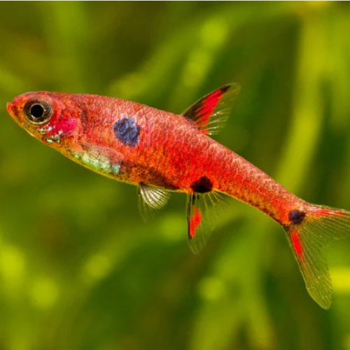 Dwarf Rasbora (Maculata) - 1.5cm