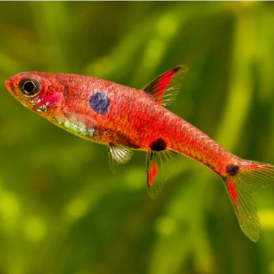 Dwarf Rasbora (Maculata) - 1.5cm