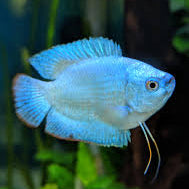 Dwarf Cobalt Gourami - L