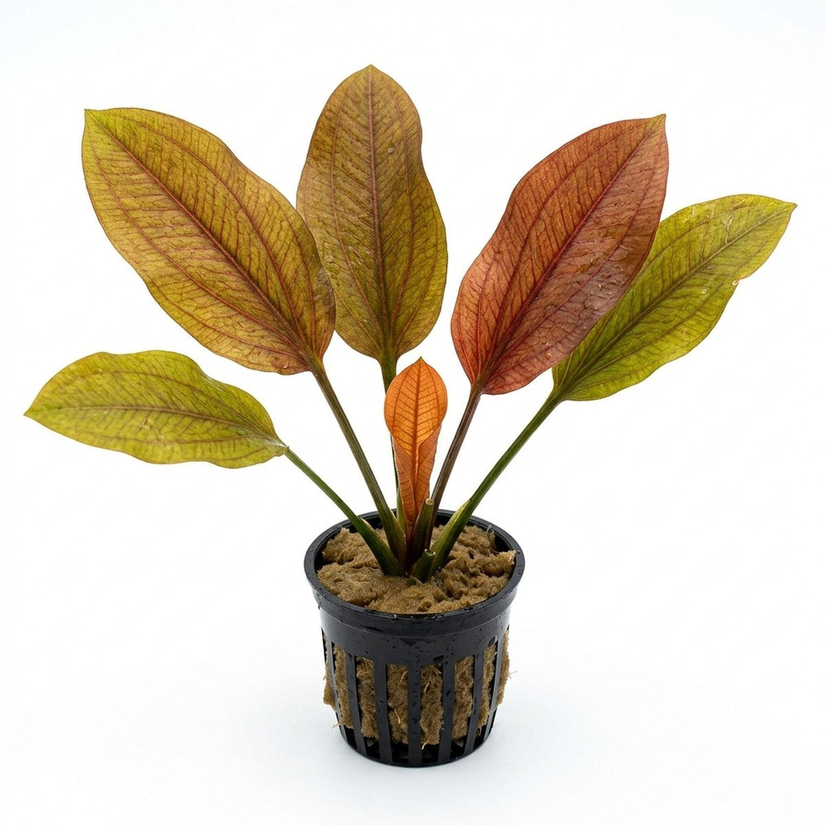 Echinodorus "Indian Red"