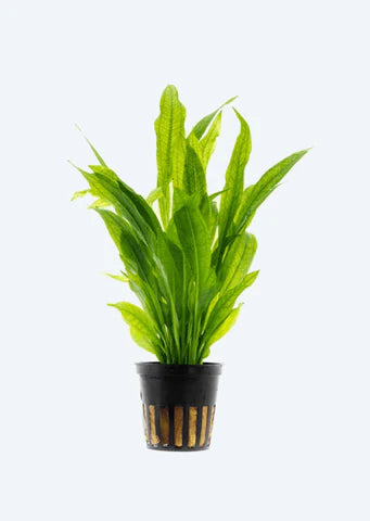 Echinodorus Paniculatus bleheri Xl