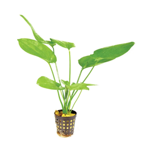 Echinodorus 'Marble Queen'