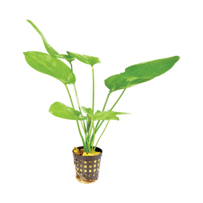 Echinodorus 'Marble Queen'