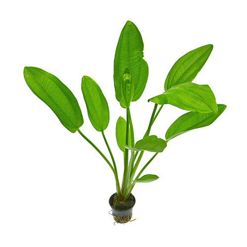 Echinodorus Cordifolius