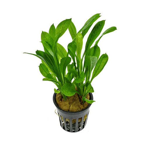 Echinodorus Grisebachii ' Tropica'