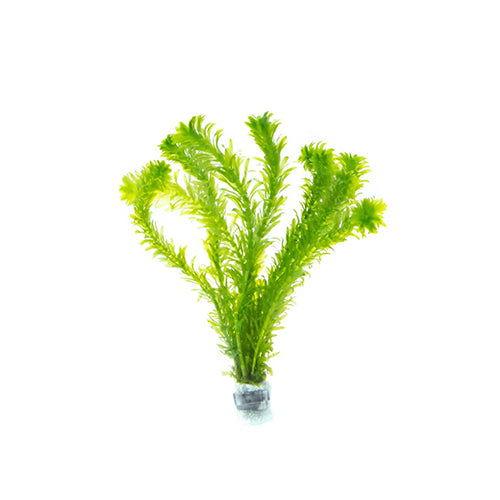 Egeria Densa