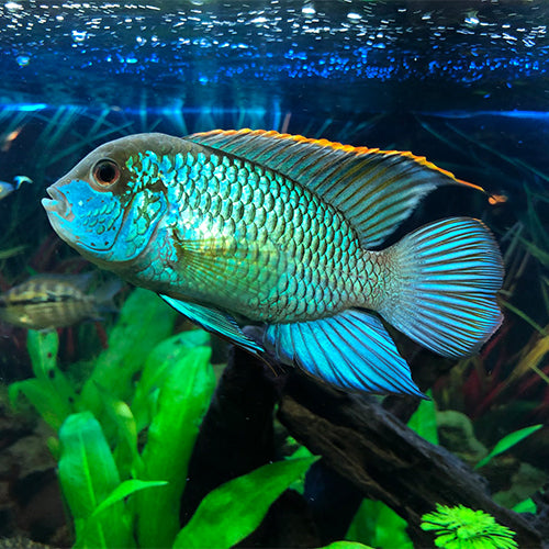 Electric Blue Acaras - 4.5cm