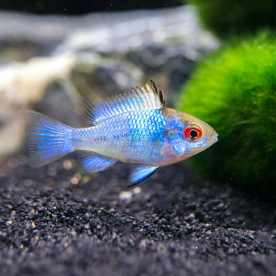 Electric Blue Ramirezi - 2.5cm