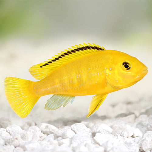 Caeruleus Yellow Mbuna
